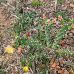 Opuntia aurantiaca at Yarragal, NSW - suppressed