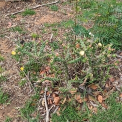 Opuntia aurantiaca at Yarragal, NSW - 29 Dec 2023