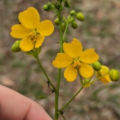 Senna barclayana (Smooth Senna) at Yarragal, NSW - 29 Dec 2023 by Darcy