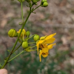 Senna barclayana at Yarragal, NSW - 29 Dec 2023