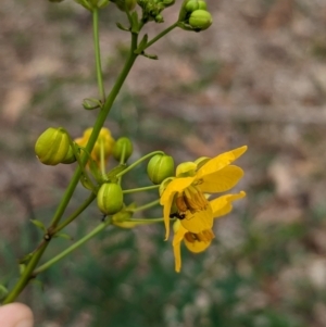 Senna barclayana at Yarragal, NSW - 29 Dec 2023