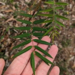 Senna barclayana at Yarragal, NSW - 29 Dec 2023