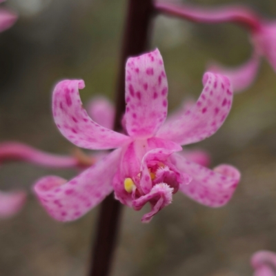 Dipodium roseum (Rosy Hyacinth Orchid) at Captains Flat, NSW - 29 Dec 2023 by Csteele4