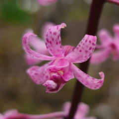 Dipodium roseum at QPRC LGA - 29 Dec 2023