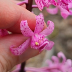 Dipodium roseum at QPRC LGA - 29 Dec 2023