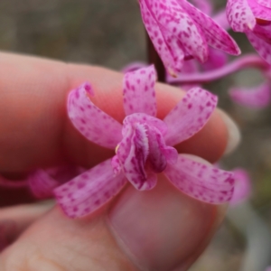 Dipodium roseum at QPRC LGA - 29 Dec 2023