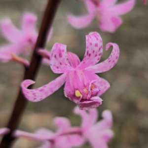 Dipodium roseum at QPRC LGA - suppressed