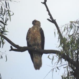 Haliastur sphenurus at Bombowlee, NSW - 27 Dec 2023 07:05 PM