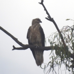 Haliastur sphenurus at Bombowlee, NSW - 27 Dec 2023 07:05 PM