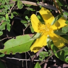 Hibbertia scandens (Climbing Guinea Flower) at Stroud, NSW - 25 Dec 2023 by MaartjeSevenster