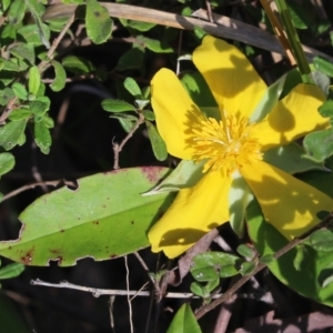 Hibbertia scandens at Stroud, NSW - 26 Dec 2023