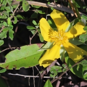 Hibbertia scandens at Stroud, NSW - 26 Dec 2023 08:06 AM