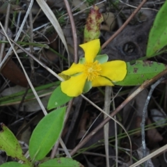 Hibbertia scandens at Stroud, NSW - 26 Dec 2023 08:06 AM