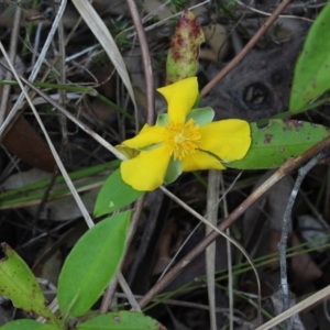 Hibbertia scandens at Stroud, NSW - 26 Dec 2023