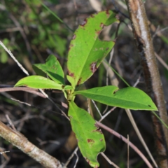 Hibbertia scandens at Stroud, NSW - 26 Dec 2023