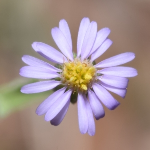 Vittadinia gracilis at QPRC LGA - 29 Dec 2023