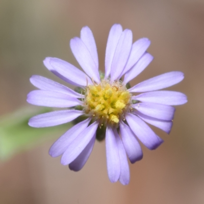 Vittadinia gracilis (New Holland Daisy) at QPRC LGA - 29 Dec 2023 by DianneClarke