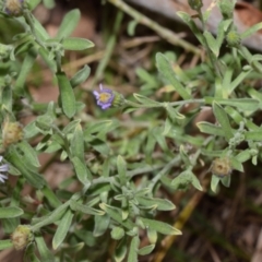 Vittadinia gracilis at QPRC LGA - 29 Dec 2023