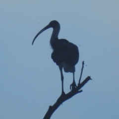 Threskiornis spinicollis (Straw-necked Ibis) at Bombowlee, NSW - 27 Dec 2023 by HelenCross