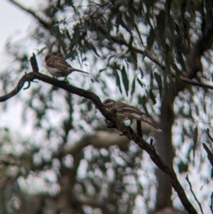 Acanthagenys rufogularis at Yarragal, NSW - suppressed