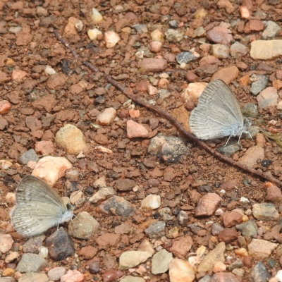 Zizina otis (Common Grass-Blue) at Blowering, NSW - 28 Dec 2023 by HelenCross