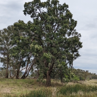 Eucalyptus bridgesiana (Apple Box) at Yarragal, NSW - 28 Dec 2023 by Darcy