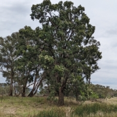 Eucalyptus bridgesiana at Yarragal, NSW - 29 Dec 2023