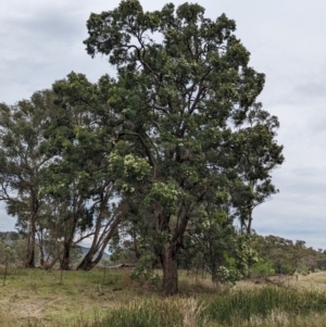 Eucalyptus bridgesiana at Yarragal, NSW - suppressed