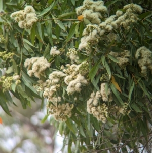 Eucalyptus bridgesiana at Yarragal, NSW - 29 Dec 2023