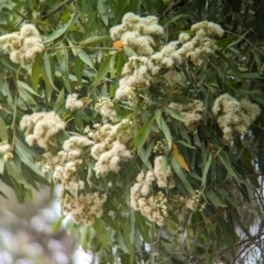 Eucalyptus bridgesiana at Yarragal, NSW - 29 Dec 2023