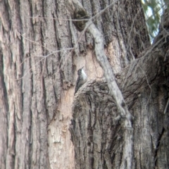 Cormobates leucophaea (White-throated Treecreeper) at Yarragal, NSW - 29 Dec 2023 by Darcy