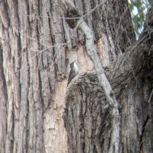 Cormobates leucophaea at Yarragal, NSW - suppressed