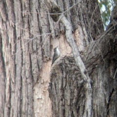 Cormobates leucophaea (White-throated Treecreeper) at Yarragal, NSW - 28 Dec 2023 by Darcy