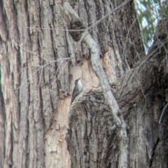 Cormobates leucophaea at Yarragal, NSW - suppressed