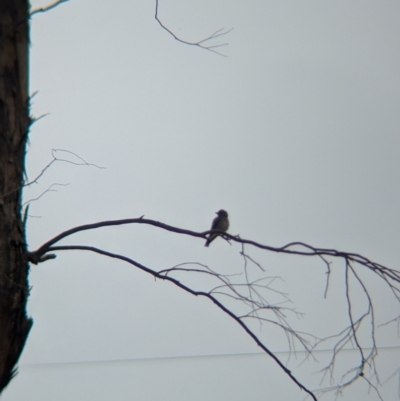 Artamus cyanopterus cyanopterus (Dusky Woodswallow) at Yarragal, NSW - 28 Dec 2023 by Darcy