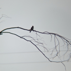 Artamus cyanopterus at Yarragal, NSW - suppressed