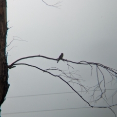 Artamus cyanopterus at Yarragal, NSW - suppressed