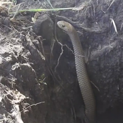 Pseudonaja textilis (Eastern Brown Snake) at Bombowlee, NSW - 28 Dec 2023 by HelenCross