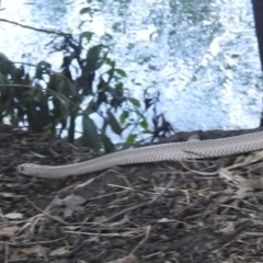 Pseudonaja textilis at Bombowlee, NSW - 28 Dec 2023 05:11 PM