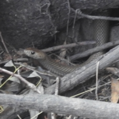 Pseudonaja textilis at Bombowlee, NSW - 28 Dec 2023 05:11 PM