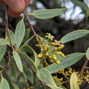 Santalum lanceolatum at Yarragal, NSW - 29 Dec 2023 11:01 AM
