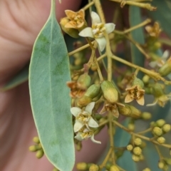 Santalum lanceolatum at Yarragal, NSW - 29 Dec 2023 11:01 AM