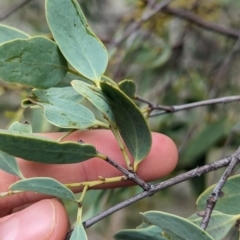 Santalum lanceolatum at Yarragal, NSW - 29 Dec 2023 11:01 AM