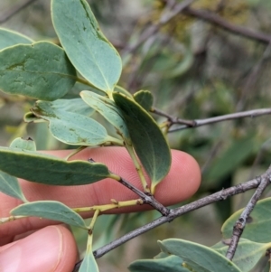 Santalum lanceolatum at Yarragal, NSW - 29 Dec 2023 11:01 AM