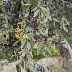 Santalum lanceolatum at Yarragal, NSW - 29 Dec 2023 11:01 AM