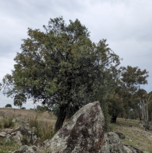 Santalum lanceolatum at Yarragal, NSW - 29 Dec 2023 11:01 AM