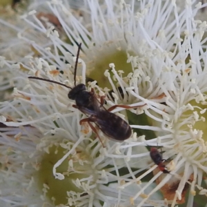 Lasioglossum sp. (genus) at Tumut, NSW - 28 Dec 2023