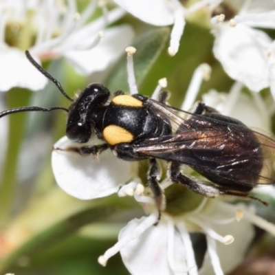 Leioproctus (Leioproctus) irroratus (Yellow-shouldered Bee) at Jerrabomberra, NSW - 29 Dec 2023 by DianneClarke