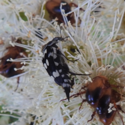 Mordella dumbrelli (Dumbrell's Pintail Beetle) at Tumut, NSW - 28 Dec 2023 by HelenCross
