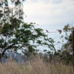 Microeca fascinans at Yarragal, NSW - 29 Dec 2023